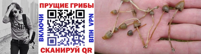 ссылка на мегу tor  Болотное  Галлюциногенные грибы Cubensis  купить наркотики цена 